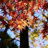 ⑤ 紅葉は、今が見頃でした。