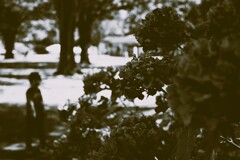 枯れた紫陽花