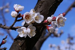 ① 白い梅の花も咲いてました。