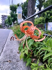 道端に美しいオニユリが咲いていました。