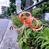 道端に美しいオニユリが咲いていました。