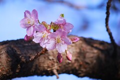 ④ 近くの神社に春が来た！
