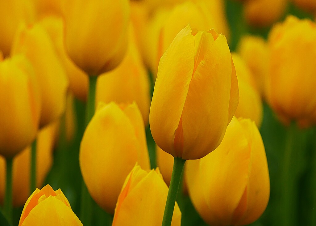 ② チューリップの花が・・・