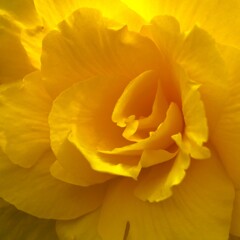 ベゴニアの花 ④