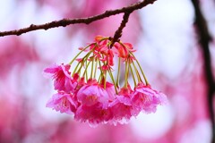 ① 寒緋桜