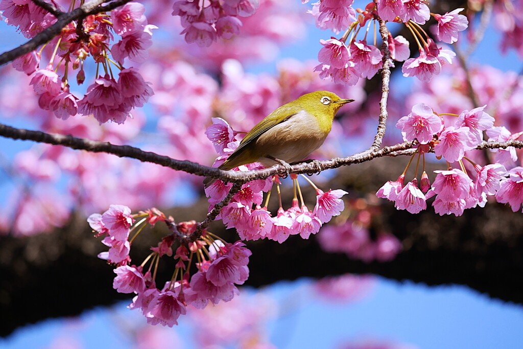 ③ 寒緋桜とメジロ