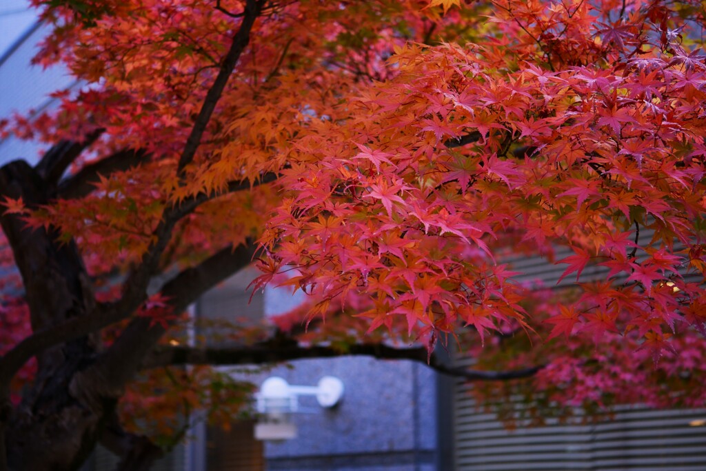 ② とあるビルの中庭からの紅葉が・・・