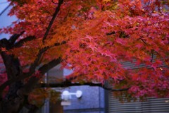 ② とあるビルの中庭からの紅葉が・・・