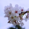 ソメイヨシノ