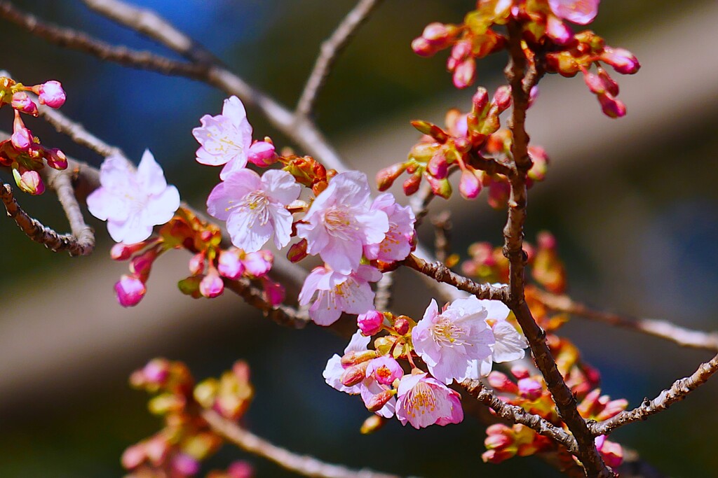③ 善福寺公園の下池の桜が・・・