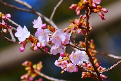 ③ 善福寺公園の下池の桜が・・・
