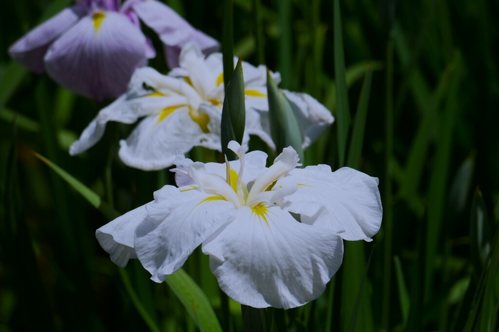 庭園内に咲く花菖蒲（1）