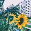 団地に咲く向日葵