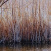 下の池にて