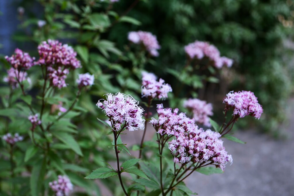 フジバカマの花が咲いてました。