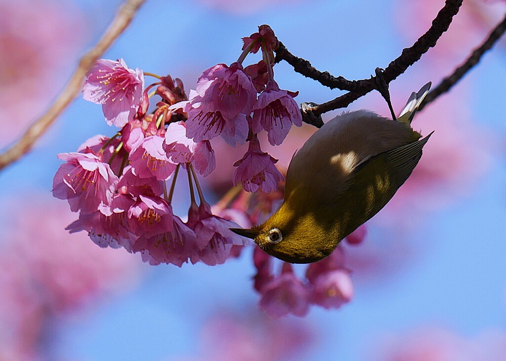 ① 寒緋桜とメジロ