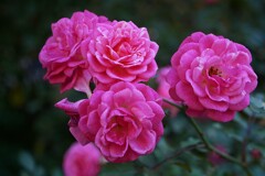 ⑥ 四季の香ローズガーデンの秋バラ