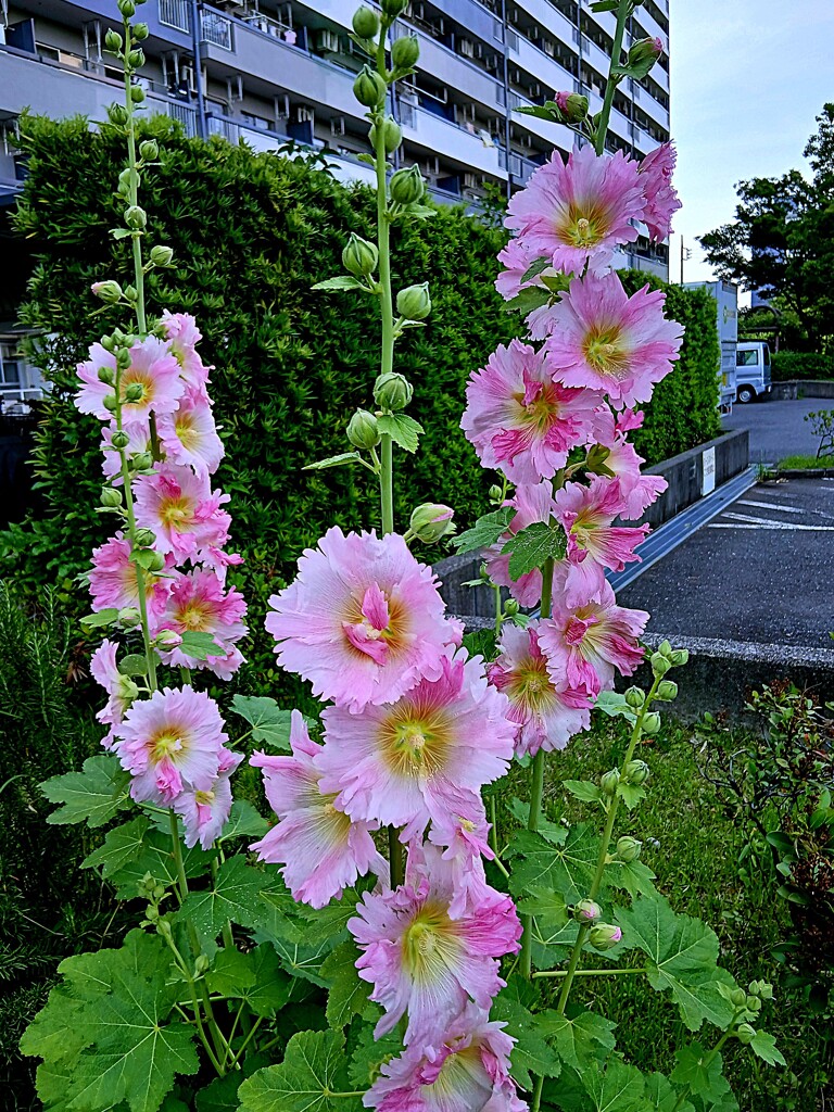 タチアオイ