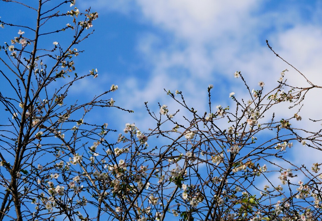 十月桜