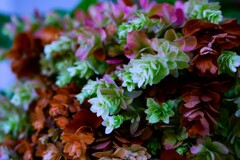 カシワバアジサイ　花色が変化してます。