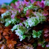 カシワバアジサイ　花色が変化してます。