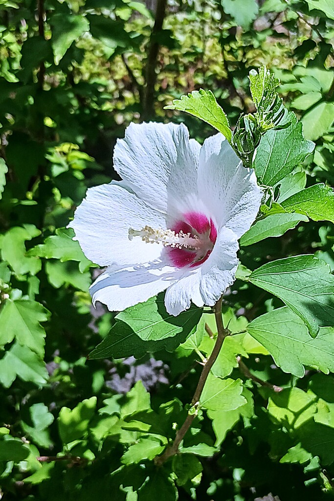 ムクゲの花