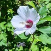ムクゲの花