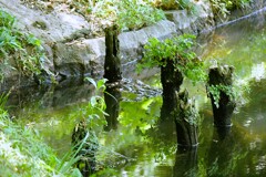 庭園内にある「大泉水」の隅っこ