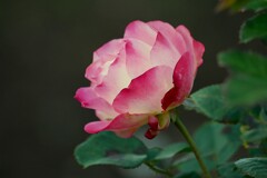 ② 秋薔薇を撮る！