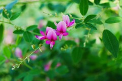 園内に咲く「萩の花」です。