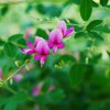 園内に咲く「萩の花」です。
