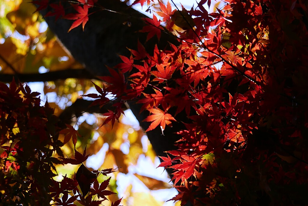 ④ 紅葉は、今が見頃でした。