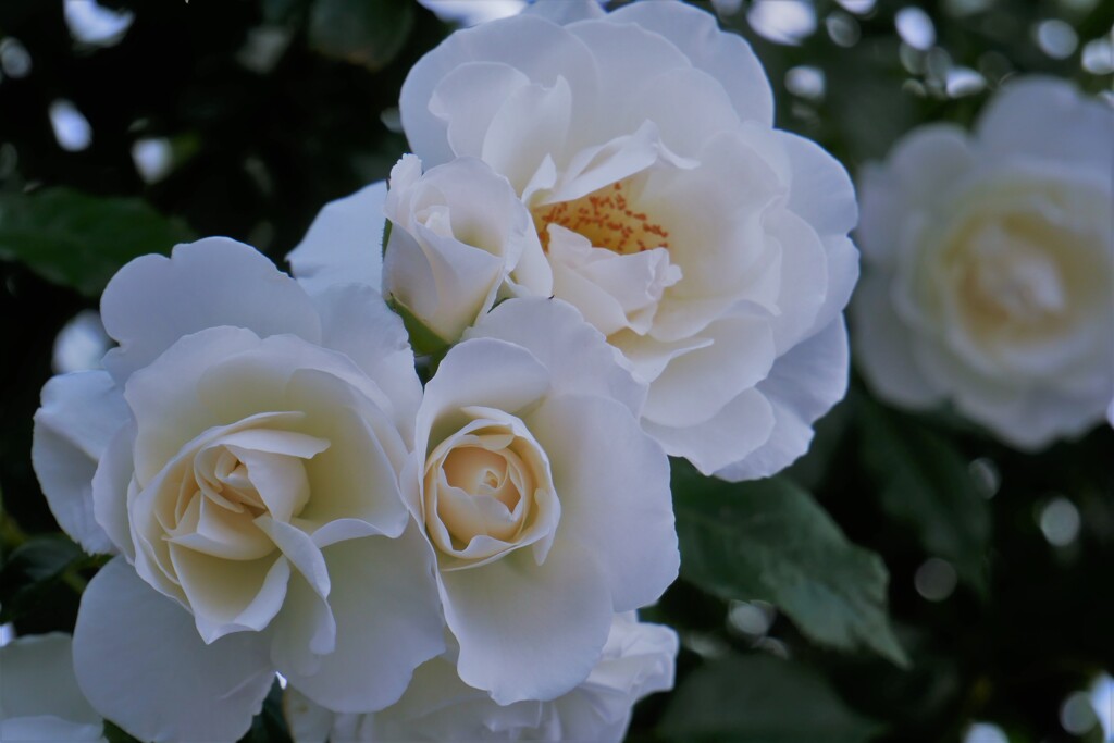 薔薇（2）