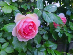 薔薇の季節が・・・