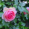 薔薇の季節が・・・