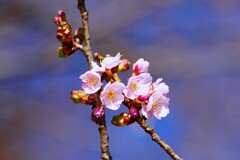 ② 善福寺公園の下池の桜が・・・