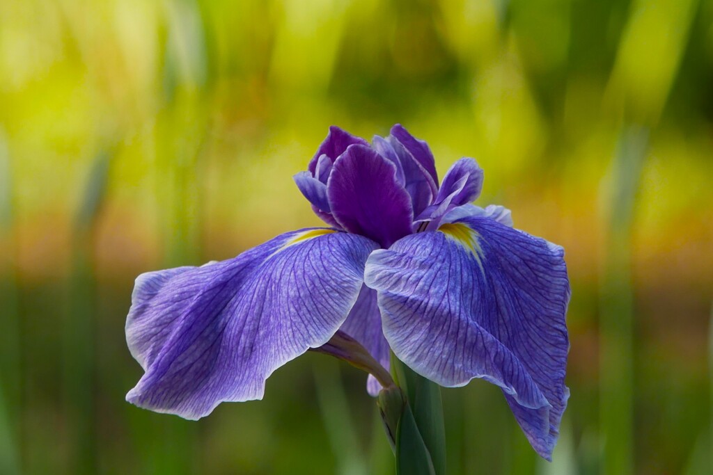 明治神宮御苑の花菖蒲（1）