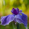 明治神宮御苑の花菖蒲（1）