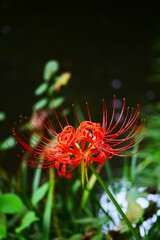 ③ 曼珠沙華