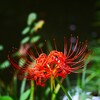 ③ 曼珠沙華