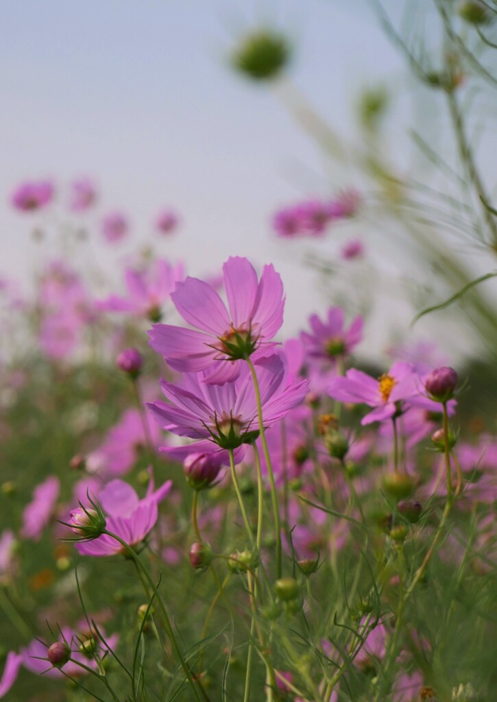 秋桜  ③