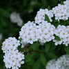 小手毬にイモムシ付き