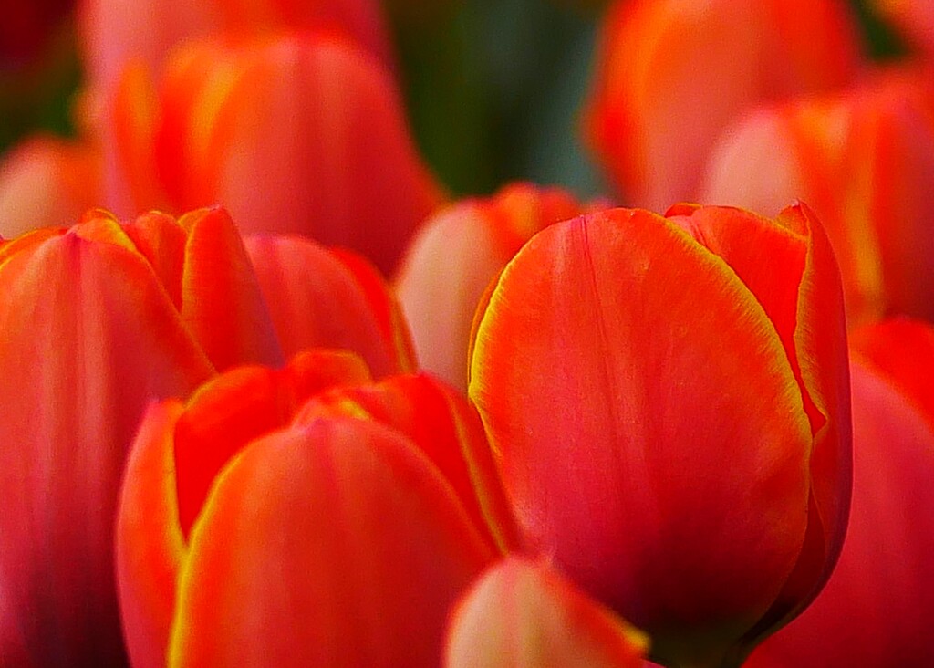 ③ チューリップの花が・・・