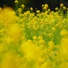② 浜離宮恩賜庭園の「菜の花畑」にて