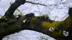 ④ 石神井川の桜並木