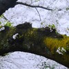 ④ 石神井川の桜並木
