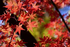 ⑦ 紅葉は、今が見頃でした。