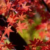 ⑦ 紅葉は、今が見頃でした。