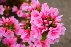 ⑧ 根津神社のつつじ苑にて
