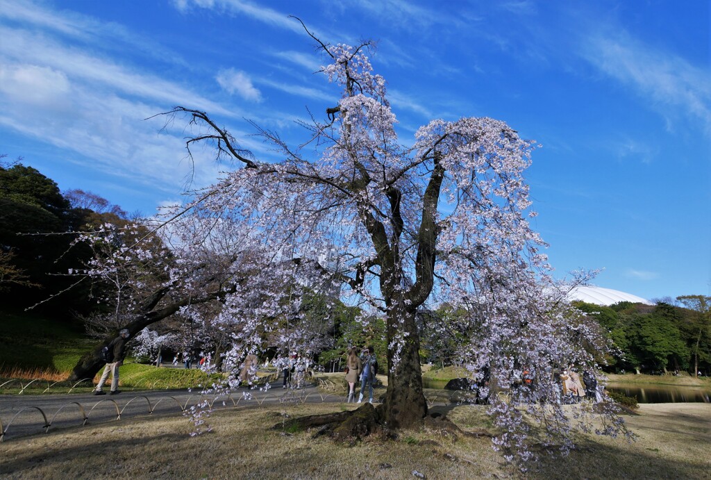 小石川後楽園のしだれ桜